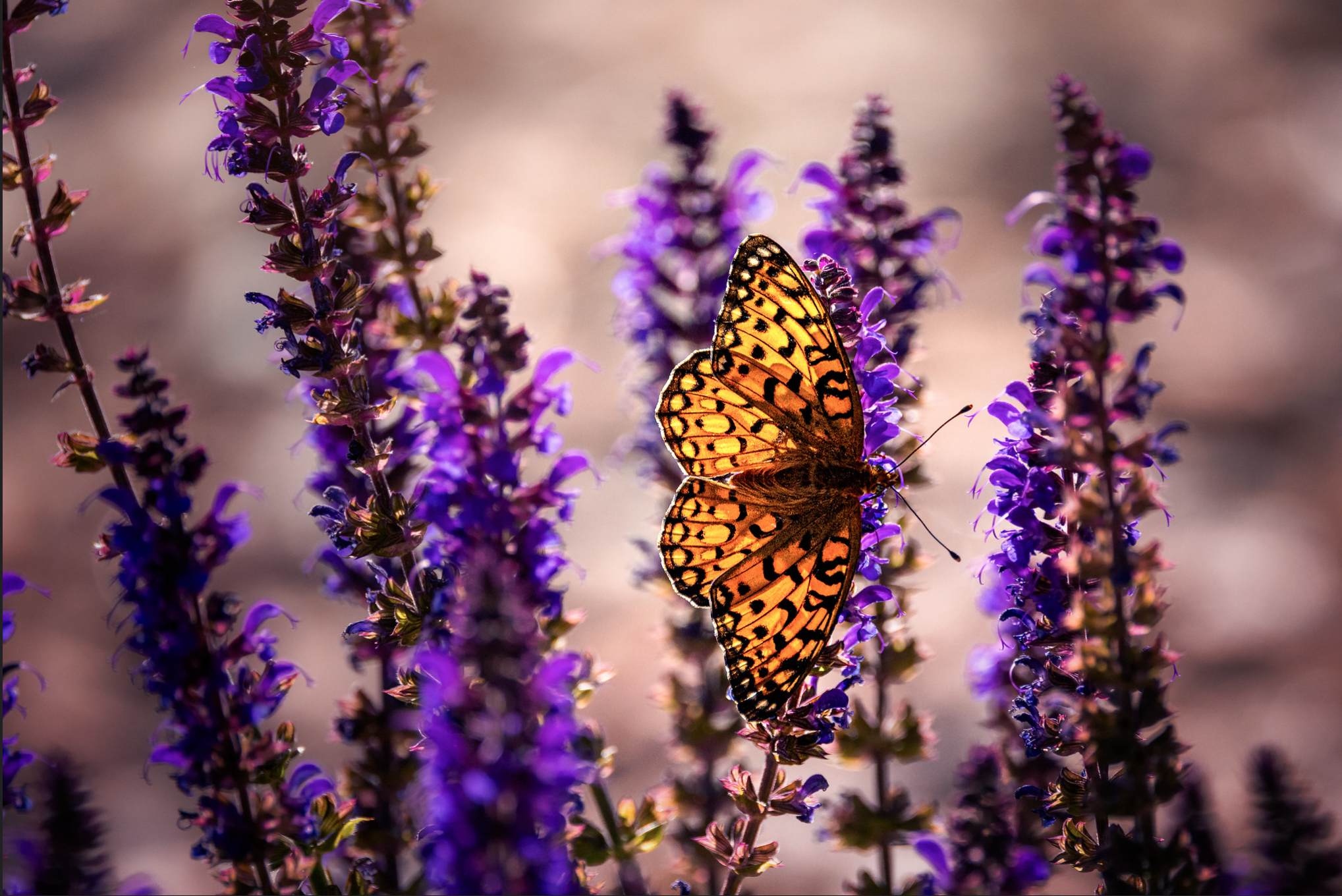 Vlinder op meinachtsalvia